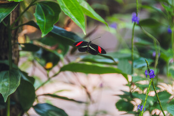 Heliconius Erato also known as postman's butterfly
