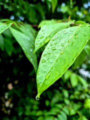 green leaf with water drops