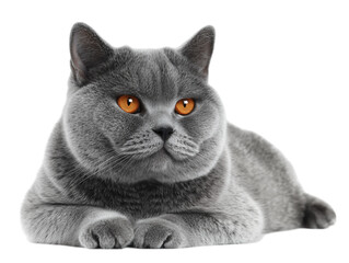 Full-length photo of a British Shorthair cat isolated on a white background