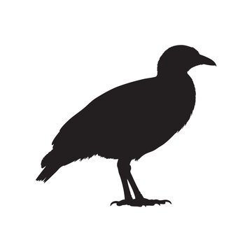 Silhouette of&nbsp;a megapode bird isolated on clear white background