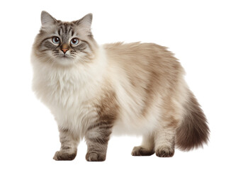 Obraz premium Full-length photo of a Burma cat isolated on a white background