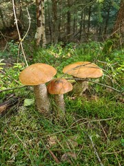 mushroom in the forest