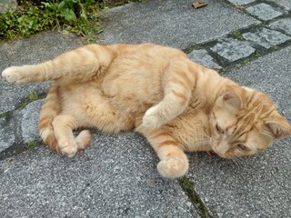 Red cat sleeping on the street