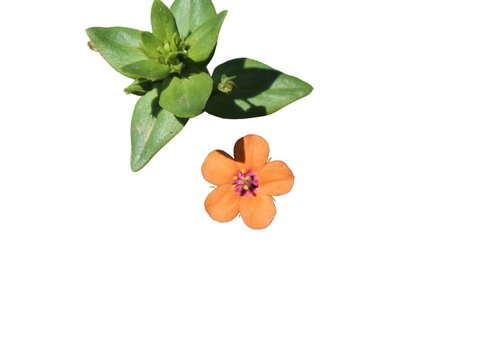 Wild Scarlet Pimpernel Flower isolated on a white background 