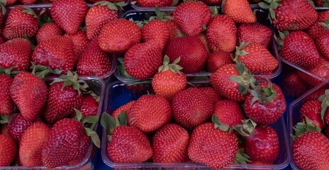 Appetizing ripe strawberries at the market — natural organic berries, large and small fruits