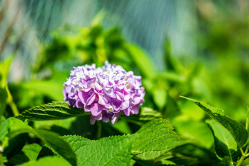 日向に咲く一房の紫色の紫陽花