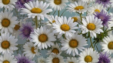 flowers daisies background decoration design