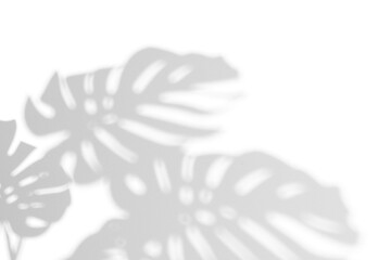 monstera shadow overlay effect,realistic sunmmer sunlight tropical leaves shadows isolated on transparent png background