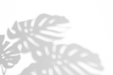 monstera shadow overlay effect,realistic sunmmer sunlight tropical leaves shadows isolated on transparent png background