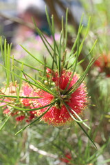 Fototapeta premium red and green flower 