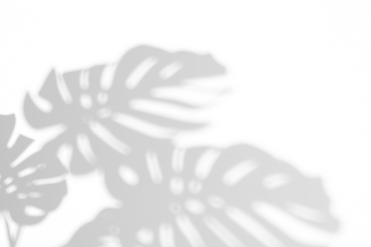 monstera shadow overlay effect,realistic sunmmer sunlight tropical leaves shadows isolated on transparent png background