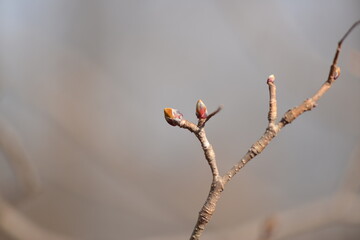 Obraz premium Acer pictum mono, a Korean maple tree used for sap harvesting in spring. This image includes its young leaves, flowers, and trunk tapped for sap. 
