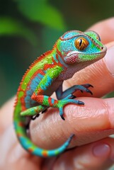 little chameleon on hand