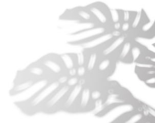 monstera shadow overlay effect,realistic sunmmer sunlight tropical leaves shadows isolated on transparent png background