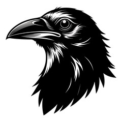 Crow head in dramatic pencil sketch style with bold black and white contrast