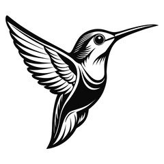 Hummingbird head sketch in pencil with black and white contrast shading