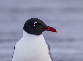 Laughing Gull Closeup with Water as the Background - Headshot of a Laughing Gull  