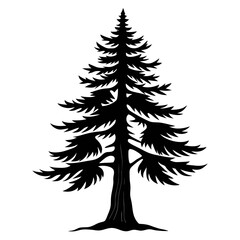 Western hemlock tree pencil sketch with detailed black and white artwork