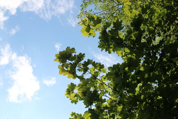 green leaves against blue sky