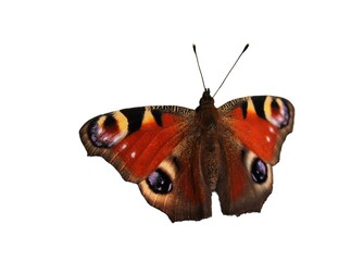 Peacock Eye butterfly (Aglais io) isolated on a white background 