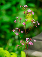 Porzellanblümchen (Saxifraga × urbium)