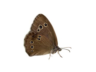 Ringlet butterfly isolated on a white background 