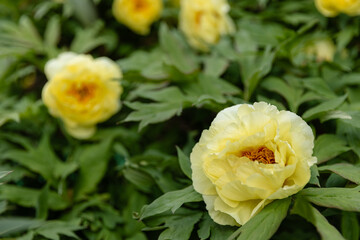 Close-up of blooming yellow peony flower in a garden with lush green foliage. Beautiful spring or early summer floral background with soft natural light.