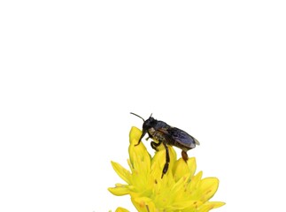 Bee on Yellow flower isolated on a white background 
