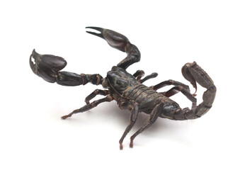 Deadly dangerous scorpion top view,High angle view of scorpion on white background