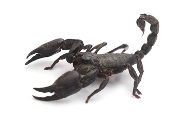 High angle view of scorpion on white background
