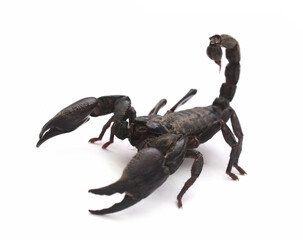 Bothriurus pampa 