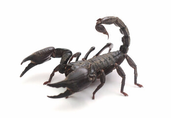 Close-up of a black Asian forest scorpion (Heterometrus spinifer) against a white background