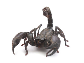 Scorpion