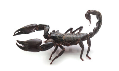 Black Scorpion