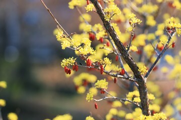 빨갛게 익은 산수유 열매와 산수유꽃