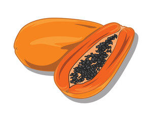Papaya fruit painting vector Illustration