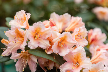 Close-up of blooming pale pink rhododendron flowers in a garden. Soft petals and delicate details make it perfect for botanical, floral, and spring themes.