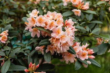 Close-up of blooming pale pink rhododendron flowers in a garden. Soft petals and delicate details make it perfect for botanical, floral, and spring themes.