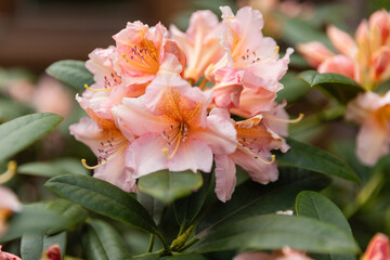 Close-up of blooming pale pink rhododendron flowers in a garden. Soft petals and delicate details make it perfect for botanical, floral, and spring themes.