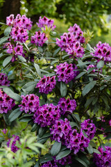 Potted rhododendron with vibrant purple flowers in a garden setting. Blooming shrub surrounded by lush greenery, ideal for spring gardening or botanical themes.