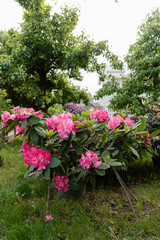 Vibrant pink rhododendron flowers blooming in a lush garden with green foliage and colorful blossoms in the background. Natural spring or early summer floral scene.