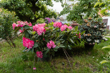 Vibrant pink rhododendron flowers blooming in a lush garden with green foliage and colorful blossoms in the background. Natural spring or early summer floral scene.