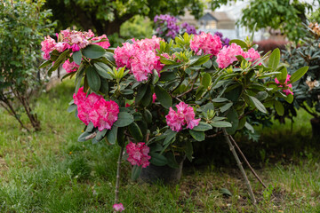 Vibrant pink rhododendron flowers blooming in a lush garden with green foliage and colorful blossoms in the background. Natural spring or early summer floral scene.