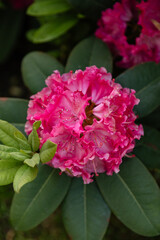 Close-up of a bright pink rhododendron flower with a beetle on the petals, surrounded by green foliage. Natural floral macro in spring or summer garden.
