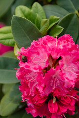 Close-up of a bright pink rhododendron flower with a beetle on the petals, surrounded by green foliage. Natural floral macro in spring or summer garden.