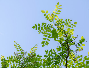 Beautiful Multi-Color Green Leaves on Branches Against a Beautiful Blue Sky