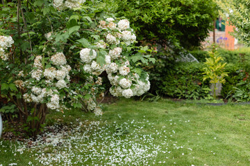 Blooming white snowball viburnum bush in a garden, with petals scattered on the green grass. Peaceful spring or early summer garden scene with lush greenery.

