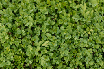 Close-up of dense green boxwood leaves forming a natural texture. Perfect botanical background for eco themes, gardening, or landscape design visuals.