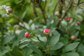 Close-up of pink peony buds about to bloom in a green garden. Natural floral scene in spring with fresh leaves and soft background, symbolizing the start of the flowering season.