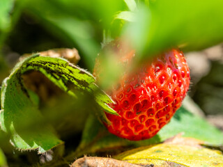close up of a fruit of a strawberry